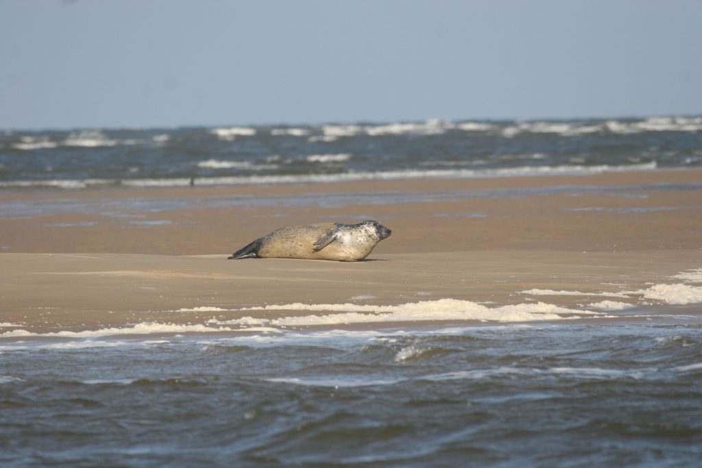 20e séminaire annuel du Réseau National Échouage de mammifères marins