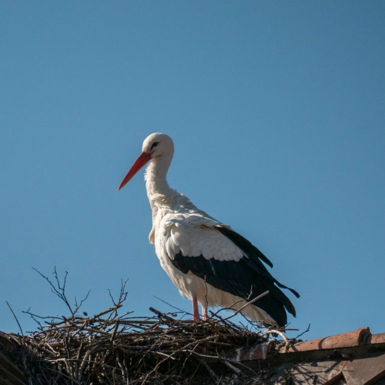 Cigogne blanche