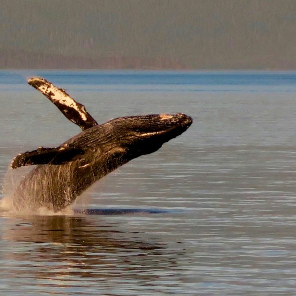 Baleine à bosse