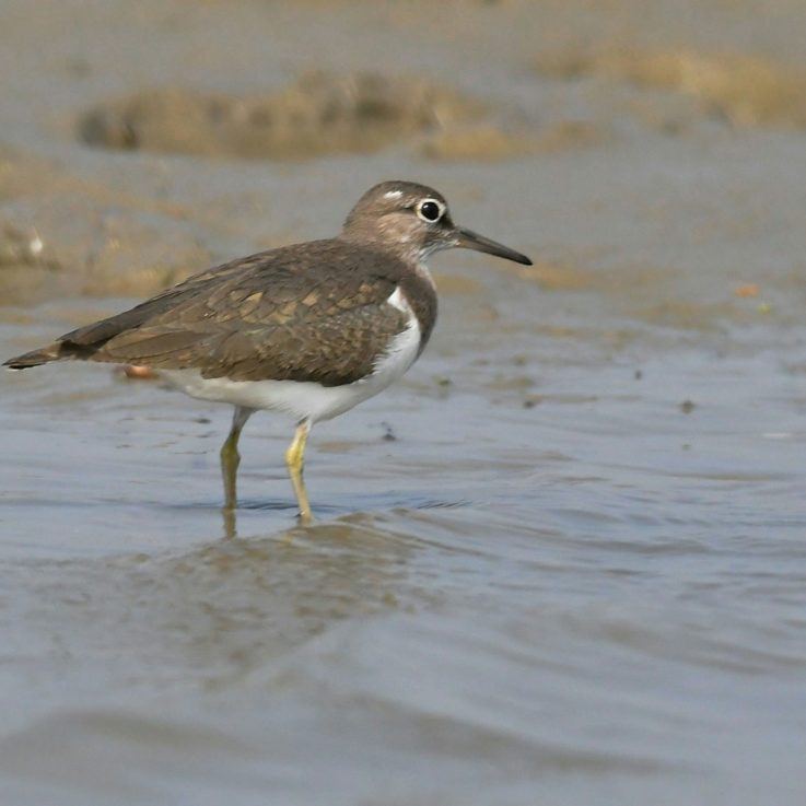 Oiseau limicole